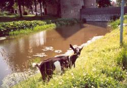 Langkampfen