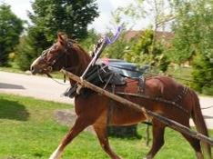 Reiten in Tirol